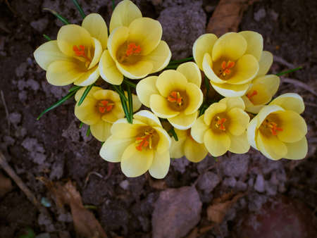 Spring yellow crocuses bloom in the garden.の写真素材