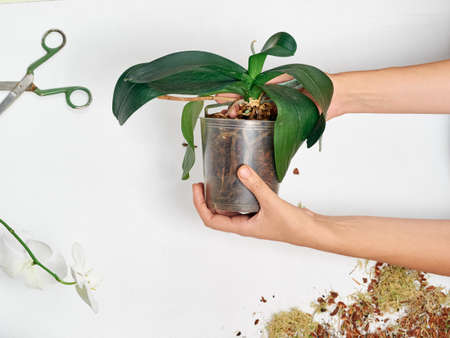 Woman transplanting orchid at homeの写真素材