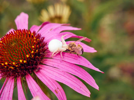 White widow spider (Latrodectus pallidus) caught a bee on flower of Echinaceaの写真素材