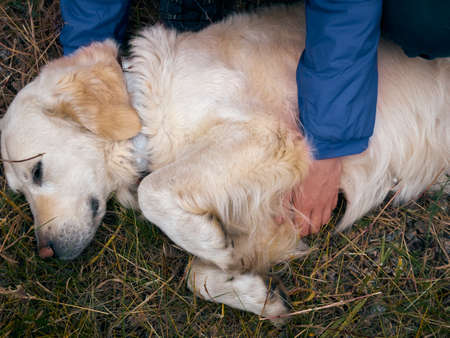 Outdoor activities and fun with golden retriever. Playing with labrador on dry grass. Lifestyle moment with human's best friend.の写真素材