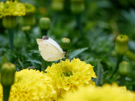 Flower bed with yellow flowersの写真素材