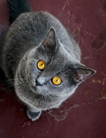 Portrait of a cute funny cat.の写真素材