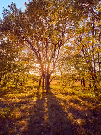 Beautiful autumn park with the yellow trees in sunny weatherの写真素材