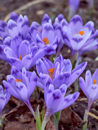 Spring purple crocuses bloom in the garden.の写真素材