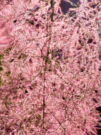 Closeup of smoke tree or Royal Purple in blossom.の写真素材