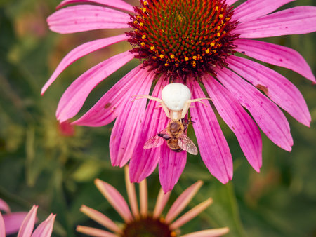 White widow spider (Latrodectus pallidus) caught a bee on flower of Echinaceaの写真素材