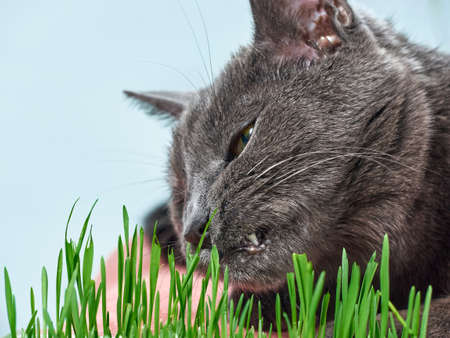 Gray cat eats green grass.の写真素材