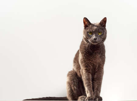 Portrait of a gray cat close up.の写真素材