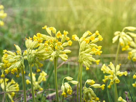 Cowslip flowers in spring forest.の写真素材