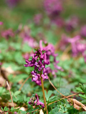Purple corydalis flowers in forest on early springの写真素材