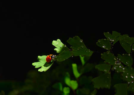 Closeup ladybug on a leaf in a beam of light on a dark backgroundの写真素材