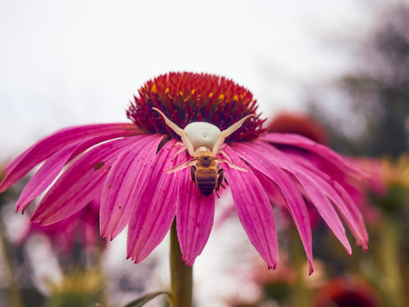 White widow spider (Latrodectus pallidus) caught a bee on flower of Echinaceaの写真素材