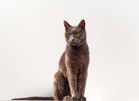 Portrait of a gray cat close up.の写真素材