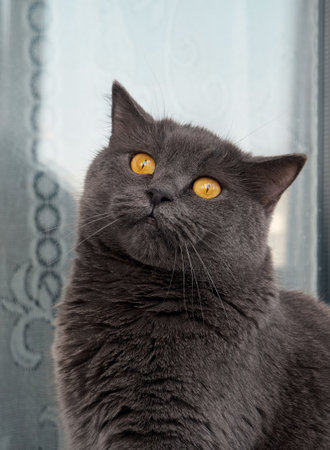 Portrait of a gray cat close up.の写真素材