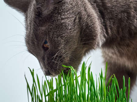 Gray cat eats green grass.の写真素材