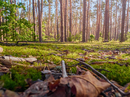 Beautiful landscape of pine forest in summer day.の写真素材