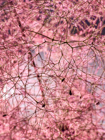 Closeup of smoke tree or Royal Purple in blossom.の写真素材