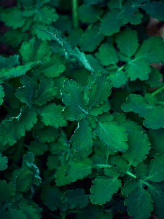 Background of dark green leaves.の写真素材