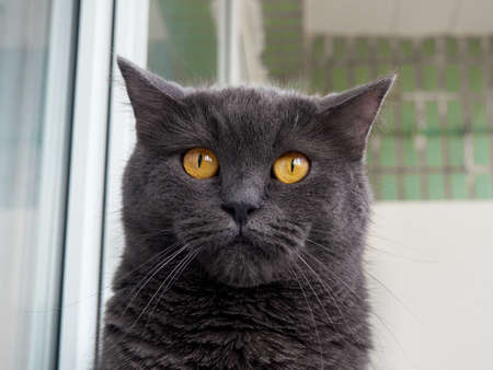 Portrait of a gray cat close up.の写真素材