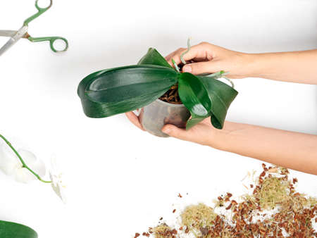 Woman transplanting orchid at homeの写真素材