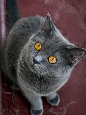 Portrait of a gray cat close up.の写真素材