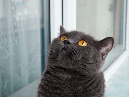Portrait of a gray cat close up.の写真素材