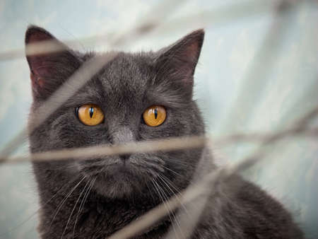 Portrait of a gray cat close up.の写真素材