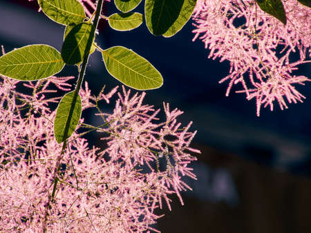 Closeup of smoke tree or Royal Purple in blossom.の写真素材