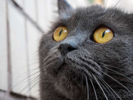 Portrait of a gray cat close up.の写真素材