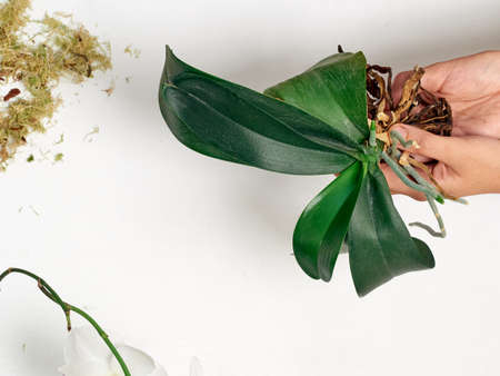 Woman transplanting orchid at homeの写真素材