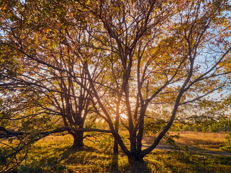Beautiful autumn park with the yellow trees in sunny weatherの写真素材