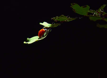 Closeup ladybug on a leaf in a beam of light on a dark backgroundの写真素材