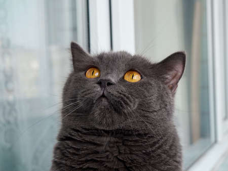 Portrait of a gray cat close up.の写真素材