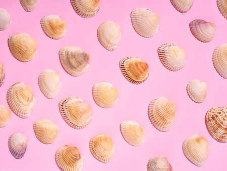 Sea shells pattern on pink background. Flat lay, top view.の写真素材