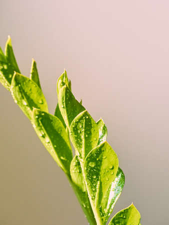 Green leaves with sun light.の写真素材