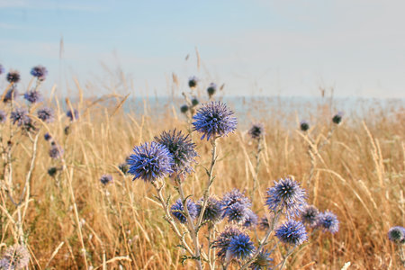 Dry grass on a hilly coast near the sea.の写真素材