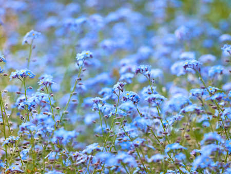 Blue forget me not flowers blooming.の写真素材