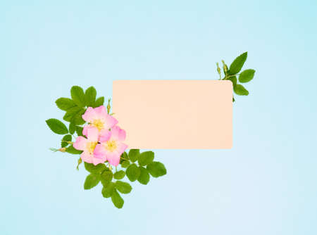 Blank paper for text with wild rose flowers on blue background.の写真素材
