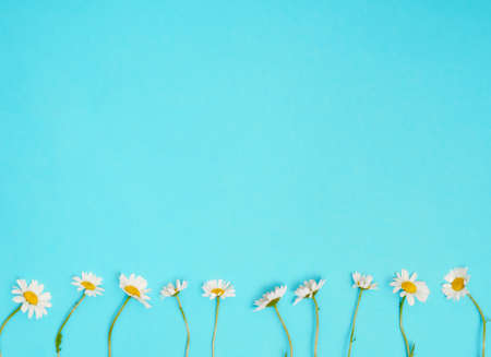Chamomile flowers on blue background. Flat lay, top view, copy space.の写真素材