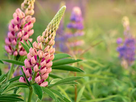Lupine flowers blooms in the field.の写真素材