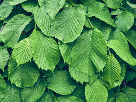 Background of fresh green leaves.の写真素材
