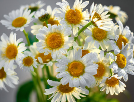 Bouquet of daisy flowers, close up.の写真素材