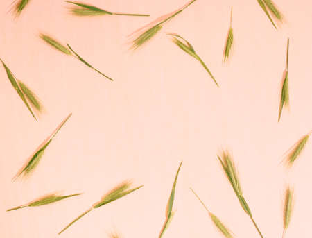 Floral pattern background of ears. Top view, flat lay.の写真素材