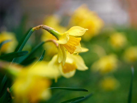 Close-up of yellow daffodil flowers.の写真素材