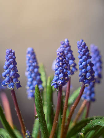 Muscari armeniacum plant with blue flowers.の写真素材