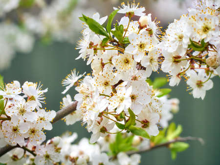 Blooming cherry plum in the garden.の写真素材