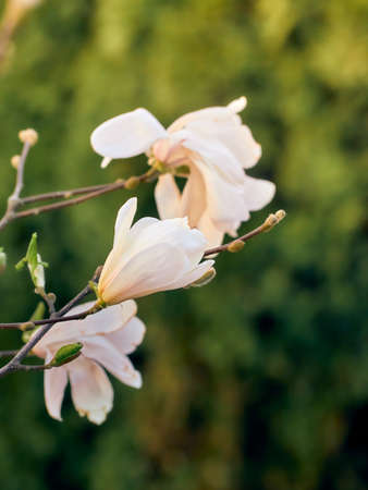 Magnolia flowers in spring time.の写真素材
