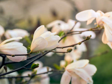 Magnolia flowers in spring time.の写真素材