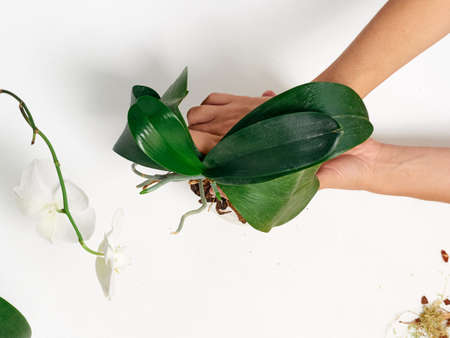 Woman transplanting orchid at homeの写真素材