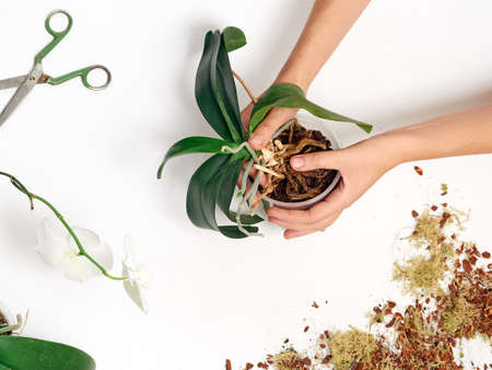 Woman transplanting orchid at homeの写真素材